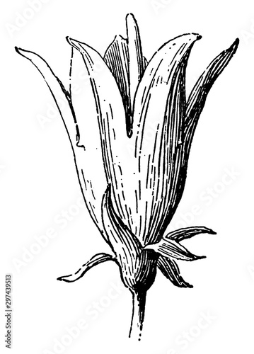 Bellflower vintage illustration.