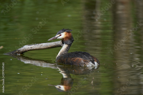 Grebes looking for a place to fish