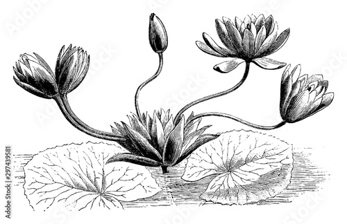 Abnormal Inflorescence of Nymphaea Lotus vintage illustration.