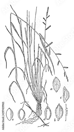 Shama Millet vintage illustration.