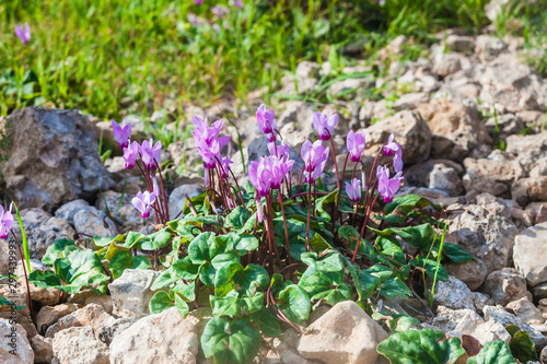 Young lilac cyclamens at sunset
