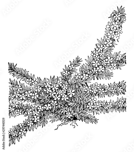 Pyxie Moss vintage illustration.