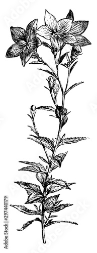 Balloon, Flower, Platycodon, Grandiflorus, Chinese, Japanese, bellflower, unopened, buds vintage illustration.