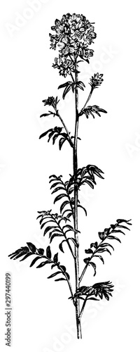 Jacob's Ladder vintage illustration.
