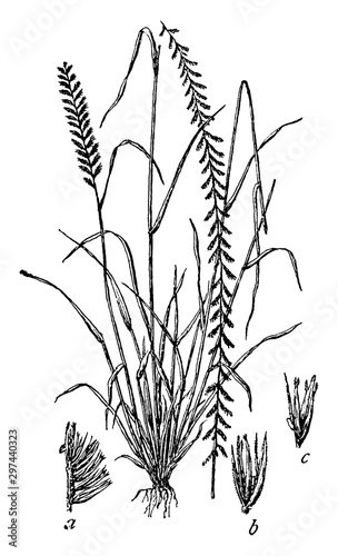 Side Oats vintage illustration.
