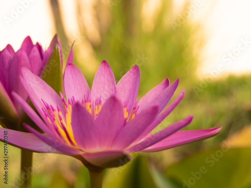 Beautiful blossom lotus flower or waterlily on natural green background,power of nature concept.
