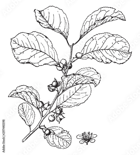 Celastrus Orbiculatus vintage illustration.