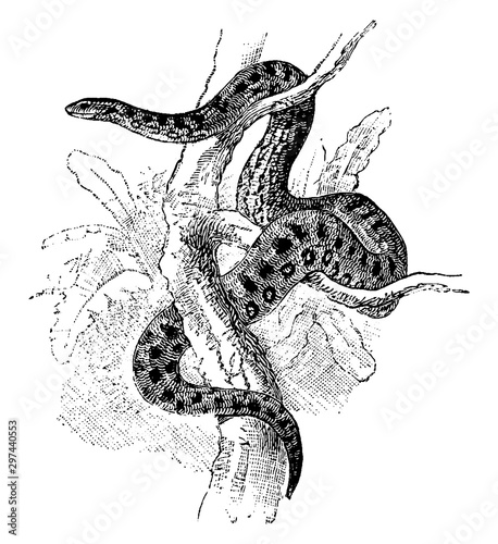Anaconda, vintage illustration.