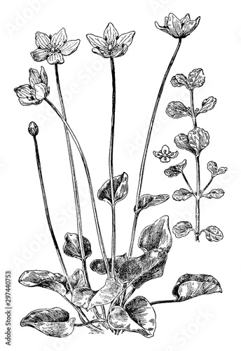 Grass of Parnassus vintage illustration. photo