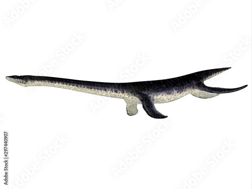 Plesiosaurus Reptile Side Profile - Plesiosaurus was a carnivorous marine reptile that lived in the seas surrounding England during the Jurassic Period. photo