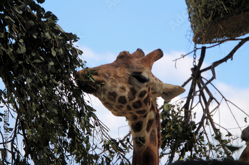 Canvas Print Giraffe Feeding Time at the Zoo