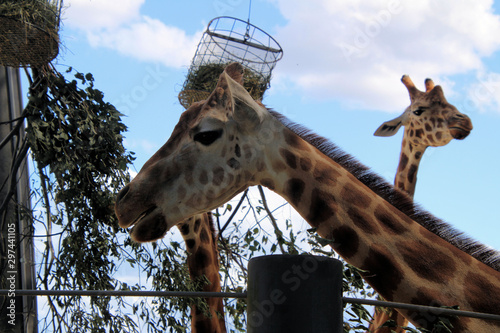Photography Giraffe Feeding Time at the Zoo