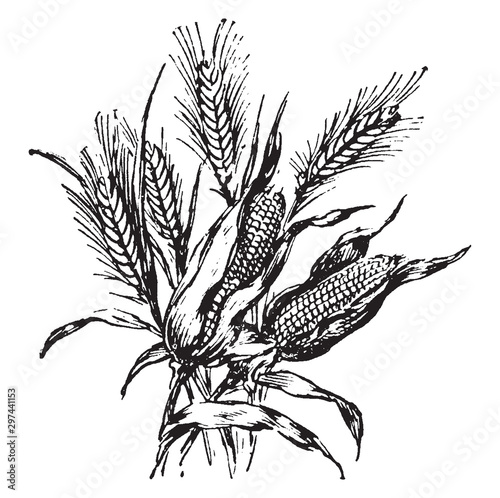 Corn vintage illustration.