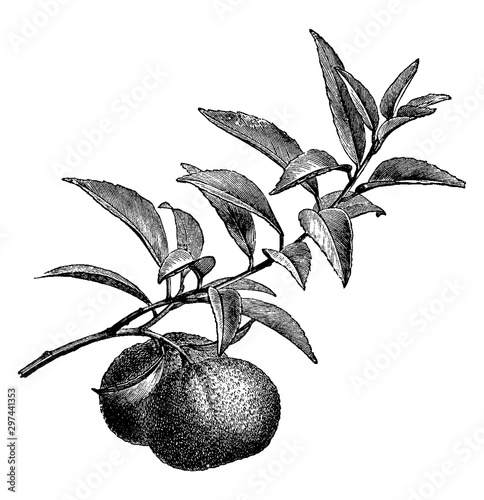 Fruiting Branch of Mandarin Orange vintage illustration.