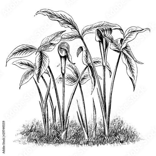 Arisaema Triphylla Flower vintage illustration.