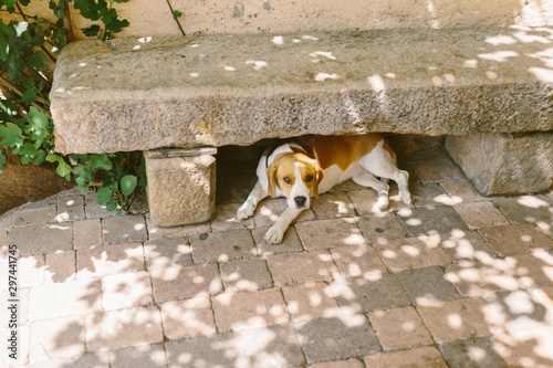 Canvastavla Beagle lying under a stone bench in a rustic village