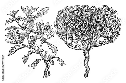 Rose of Jericho vintage illustration.