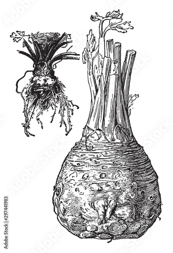 Celeriac vintage illustration.