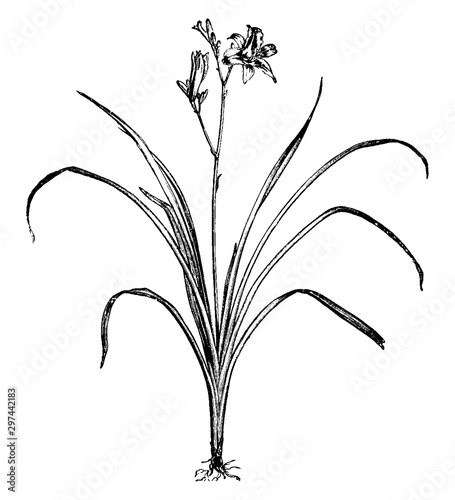 Day Lily (Hemerocallis Fulva) vintage illustration.
