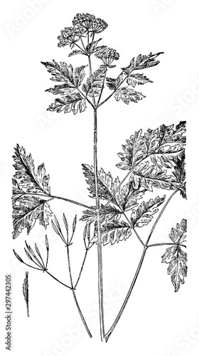 Sweet Cicely vintage illustration. photo