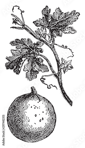 Bitter Apple vintage illustration.