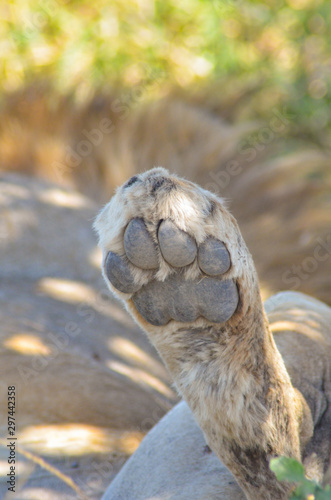 Close-up view of the bottom of a lion's paw in Serengeti National Park, Tanzania, Africa