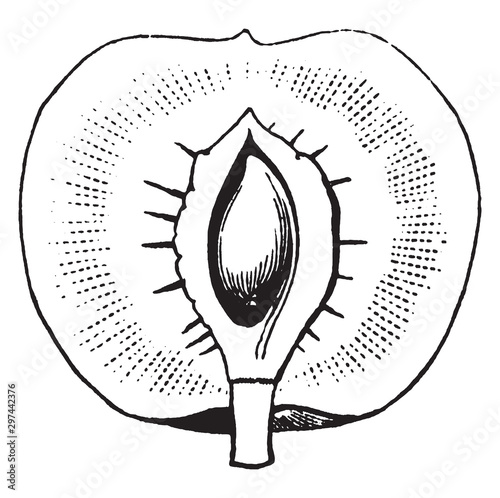 Drupe vintage illustration.