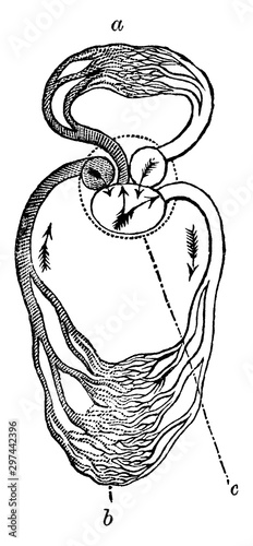 Circulation of a Reptile, vintage illustration.