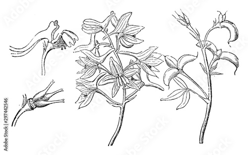 Dwarf Larkspur vintage illustration.