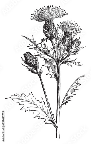Cirsium Muticum vintage illustration.