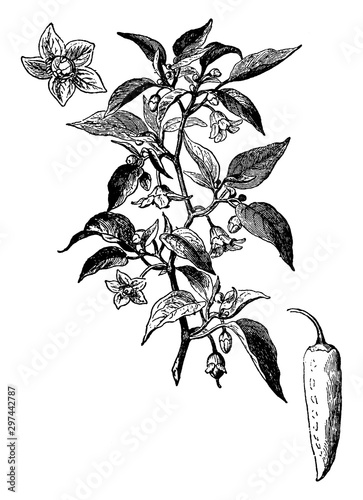 Capsicum vintage illustration.