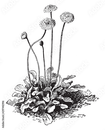 Bellis Perennis vintage illustration.