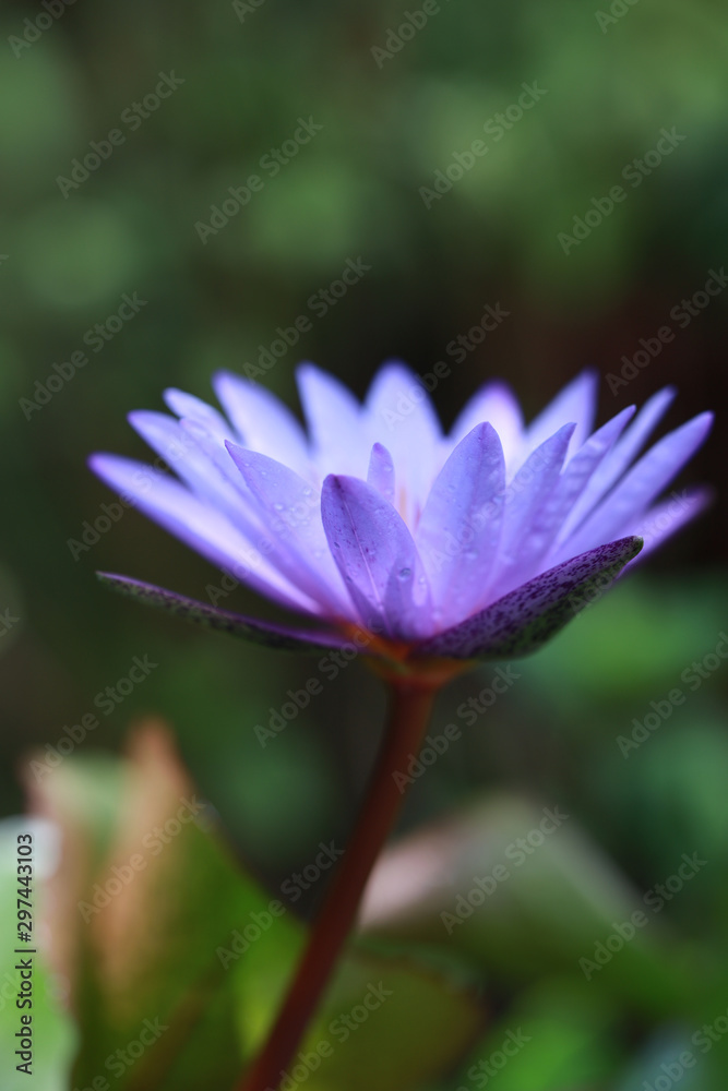 pink water lily in pond pink water lily in pond