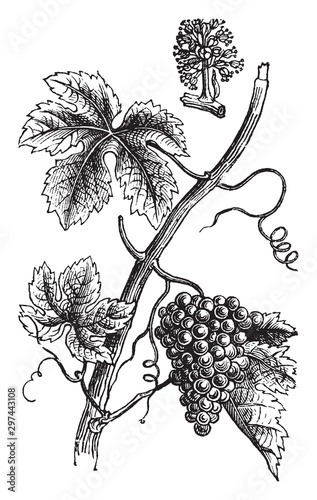 Grape vintage illustration.