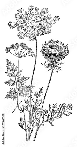 Wild Carrot vintage illustration.