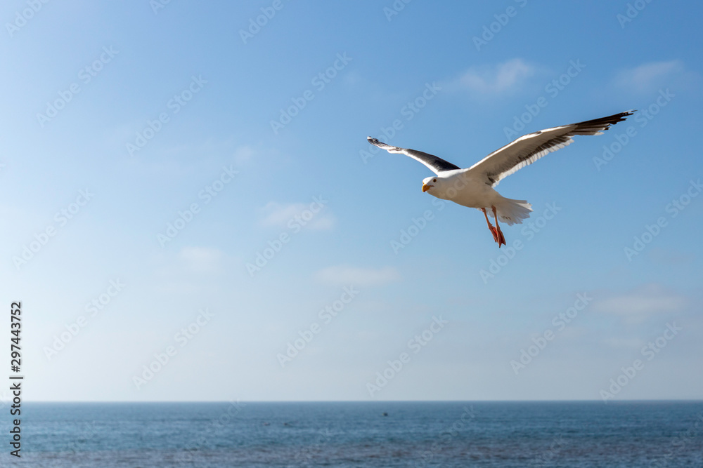 Flying Seagul