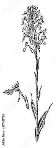 Yellow Fringed Orchis vintage illustration.