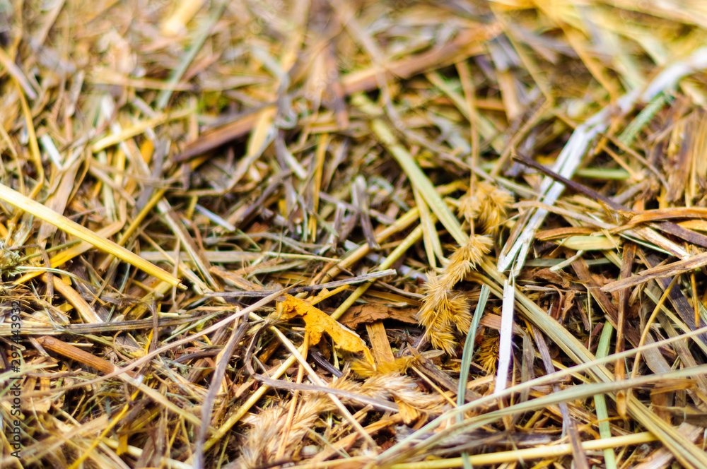 The texture of hay closeup, shallow depth of field. Feed for livestock and building materials.