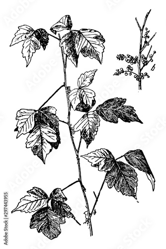 Poison ivy vintage illustration.
