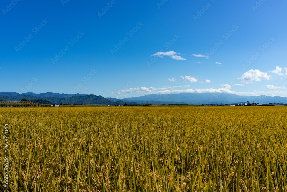 Fototapeta premium 山形の田園風景
