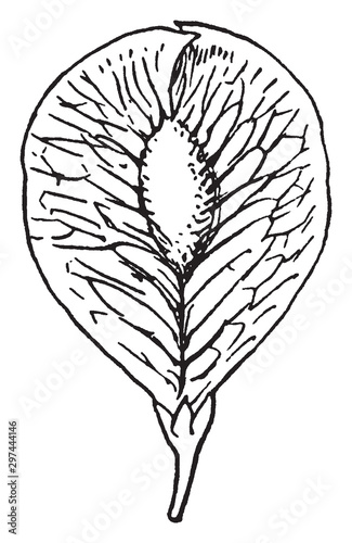 Elm vintage illustration.