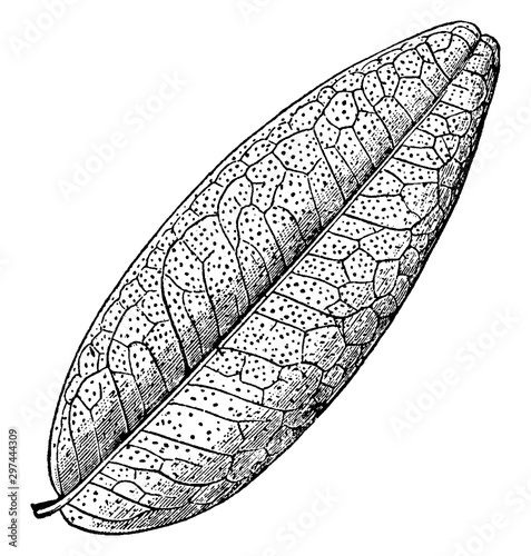 Pilocarpus Leaf vintage illustration. photo