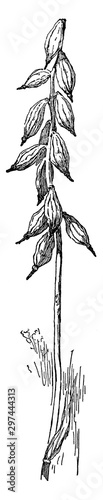 Fruit of Aplectrum Hyemale vintage illustration. photo