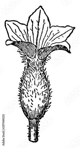 Cucumber Flower (Female) vintage illustration.