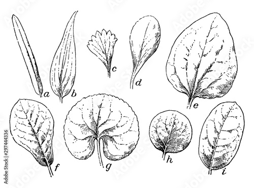 Leaf Shapes vintage illustration. photo