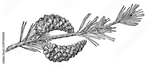 Pine Cone of Pinus Divaricata vintage illustration.