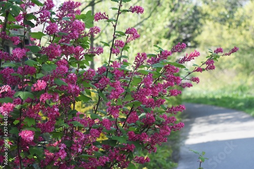 The flowering currant, redflower currant, or red-flowering currant, is a North American species of flowering plant in the family Grossulariaceae. photo