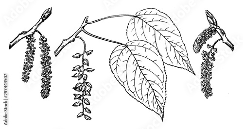 Branch of Ontario Balsam Poplar vintage illustration.