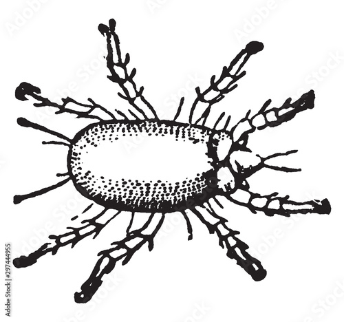 Cheese mite, vintage illustration.