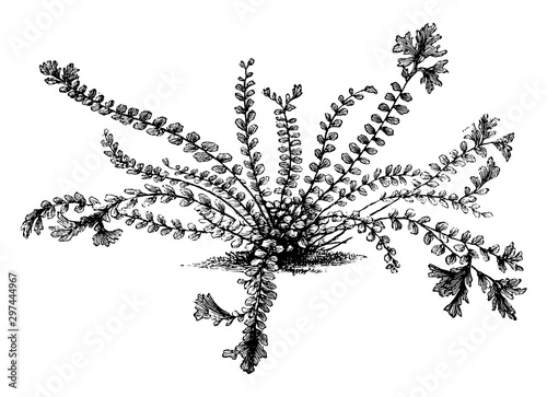 Asplenium Trichomanes Cristatum vintage illustration. photo